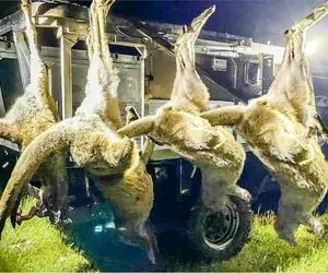 فرآوری کانگورو؛ بچه کانگورو که متولد شد به مسلخ میبرن گردنشو قطع میکنن 