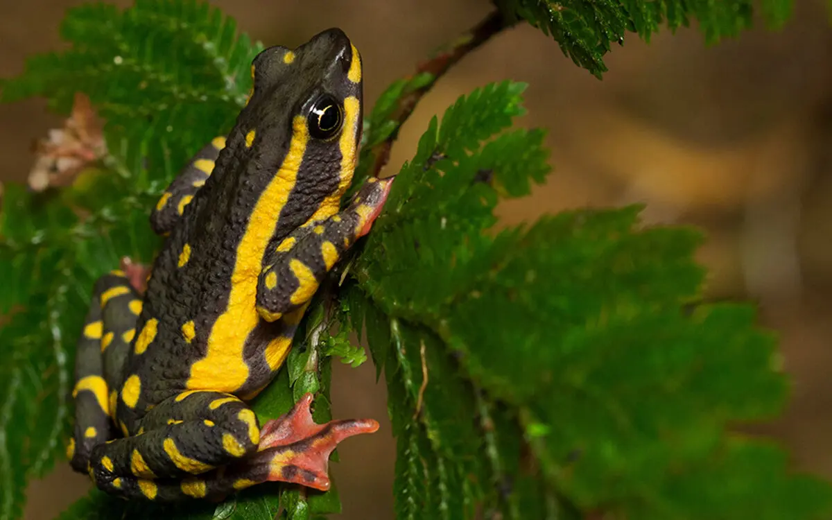atelopus-tricolor-1_formatted