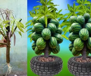  کشاورزی بدیع؛ هندوانه و انبه رو با خمیردندون پیوند زد تو لاستیک کاشت درخت شد