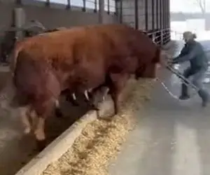 دامداری نوین؛ موقع تمیز کردن طویله حفاظ شکست گاو داستان درست کرد