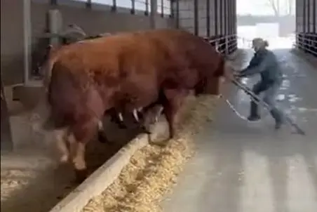 دامداری نوین؛ موقع تمیز کردن طویله حفاظ شکست گاو داستان درست کرد