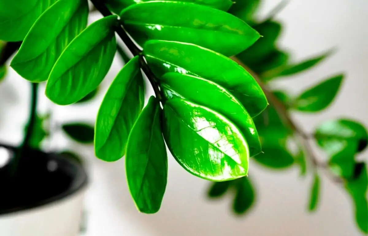گیاهان آپارتمانی مقاوم به سرما