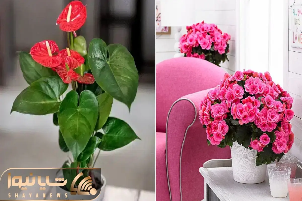 گیاهان آپارتمانی گل دار در تمام ایام سال؛ ایجاد فضای چشمگیر و مجذوب در خانه های لوکس