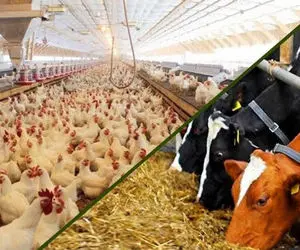 قیمت انواع نهاده های دامی و محصولات کشاورزی در 8 بهمن 99