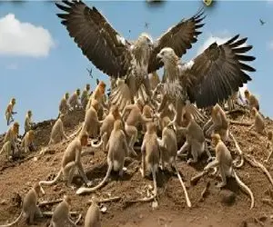 راز بقا؛ 2 عقاب علیه 47 میمون