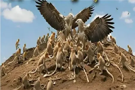 راز بقا؛ 2 عقاب علیه 47 میمون