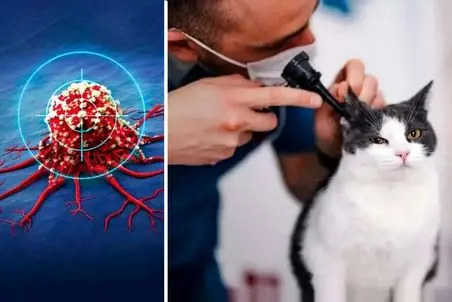 دانشمندان می‌گویند: به کمک گربه‌ها می‌توان درمان سرطان را پیدا کرد!