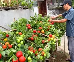 کشاورزی خلاقانه؛ گوجه فرنگی رو اینجوری روی داربست بکار 10 برابر بیشتر محصول میده