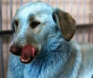 ماجرای سگ های ولگرد آبی در خیابان های روسیه!