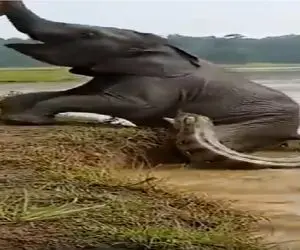 بر مدار وحش؛ فغان فیل از پیتون