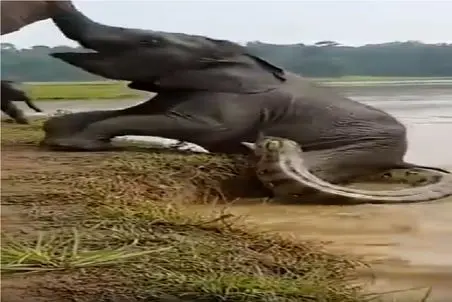 بر مدار وحش؛ فغان فیل از پیتون