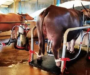 بوفالو های باورنکردنی؛ گاومیش دارانی که به واسطه گاو هاشون پول پارو می کنن