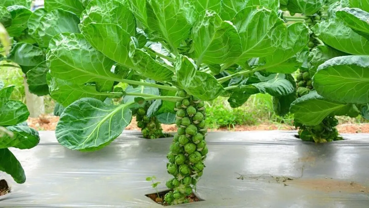 brussels-sprouts-plant