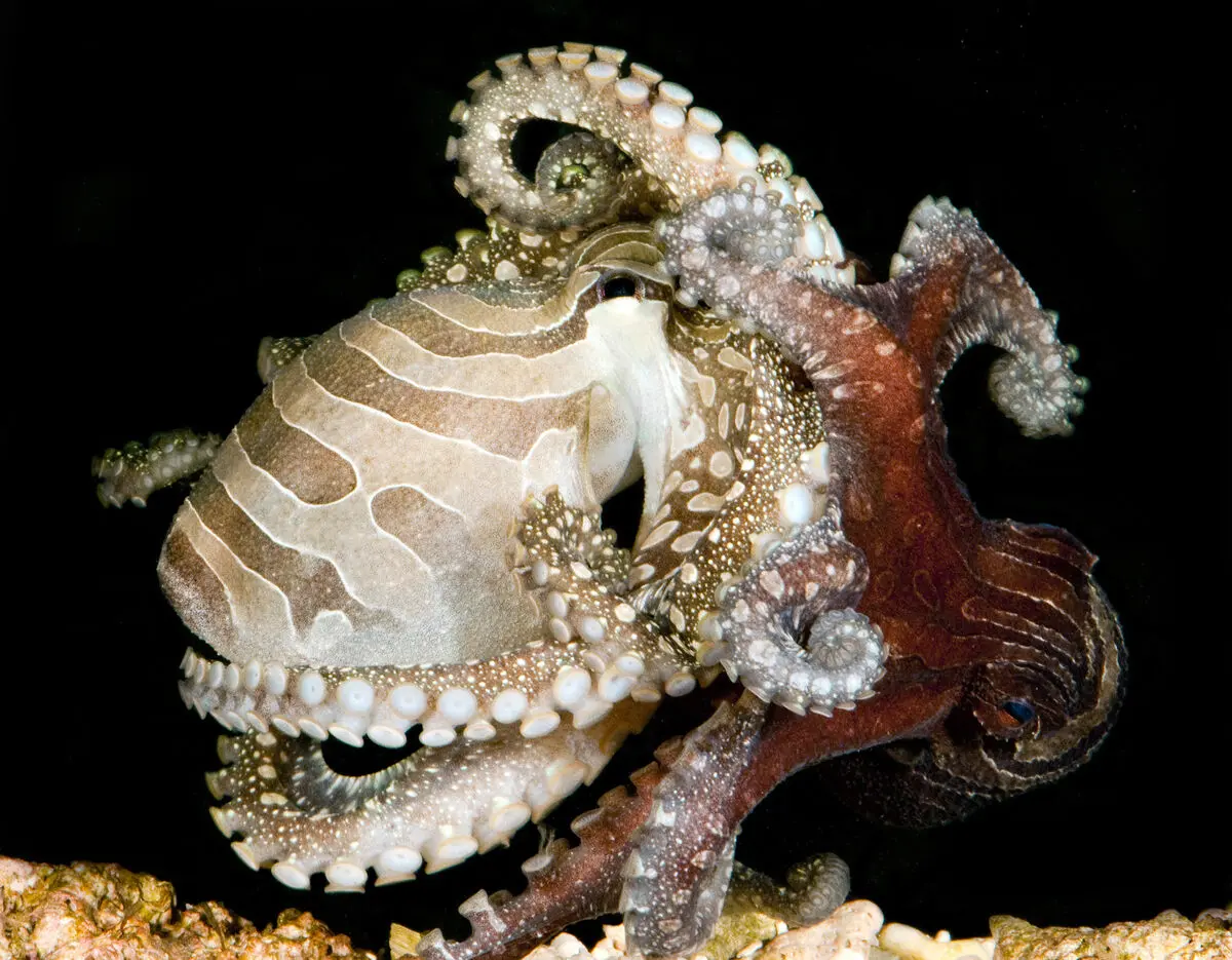 lpso-mating_roy-caldwell
