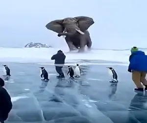 معماری طبیعت؛ فیل ترمز برید پیر و جوون بزرگ و کوچیک رو زیر پاش له کرد