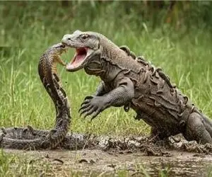 مستند حیات وحش؛ نبرد انزجاری کومودو و مار که تنا با جان باختن مار پایان می یابد