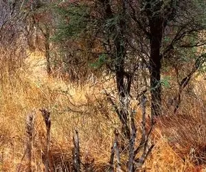 بازی فکری؛ بتونی آهوی مخفی تو تصویرو پیدا کنی تا 100 سالگی دیدت عین شاهین تیز میمونه