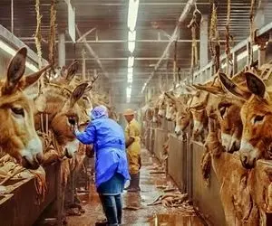 فراوری الاغ؛ خر رو مثل گاو پرورش میدن و هم گوشتش رو سلاخی می کنن و شیرش رو می دوشن