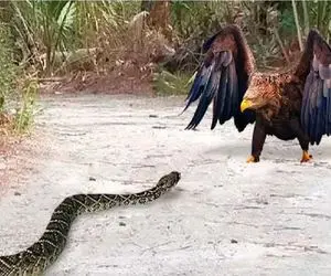 مستند حیات وحش / عقاب مار به منقار گرفته بود که حلقه زد دورش فاتحه اش رو خوند