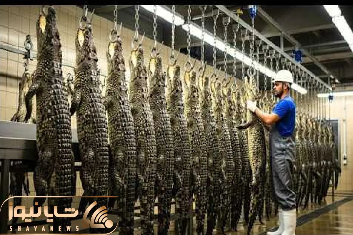 فرآوری تمساح؛ تمساح می‌کشن نه از ترس بلکه سود نجومی کیف و گوشت لاکچری