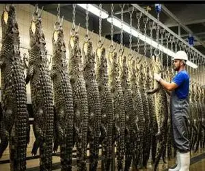 فرآوری تمساح؛ تمساح می‌کشن نه از ترس بلکه سود نجومی کیف و گوشت لاکچری