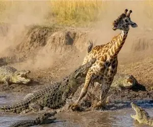 مستند حیات وحش؛ کروکودیل قصی با تمام وجود چسبیده به لگن زرافه رفیقاشم برسن