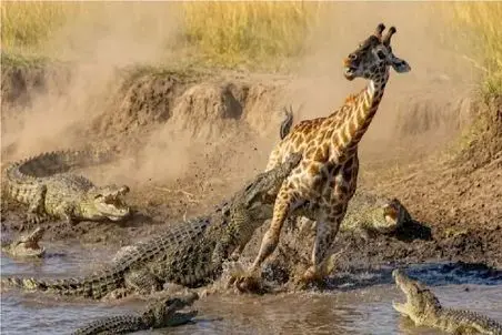 مستند حیات وحش؛ کروکودیل قصی با تمام وجود چسبیده به لگن زرافه رفیقاشم برسن