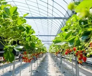کشاورزی نوین؛ با تکنولوژی مدرن تو گلخونه چند 1000 هکتاری توت فرنگی کاشتن کلا مکانیزه