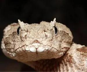 مستند حیات وحش؛ مار وحشی داره تو مزرعه واسه خودش میخزه و حیوونا رو میگزه