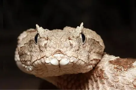 مستند حیات وحش؛ مار وحشی داره تو مزرعه واسه خودش میخزه و حیوونا رو میگزه