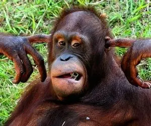 لحظه های فان؛ راسوهای کله خر مزاحم خواب میمون ردی شدن بیدار شد یه درس حسابی داد بهشون