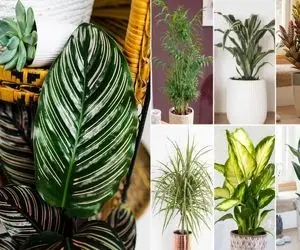 گیاهان آپارتمانی خاص / برا گرون نشون دادن دکور لازم نیست چِک بکشی یه دونه از اینا بخر