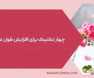 4 تکنیک برای افزایش طول عمر شاخه های گل رز