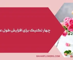 4 تکنیک برای افزایش طول عمر شاخه های گل رز