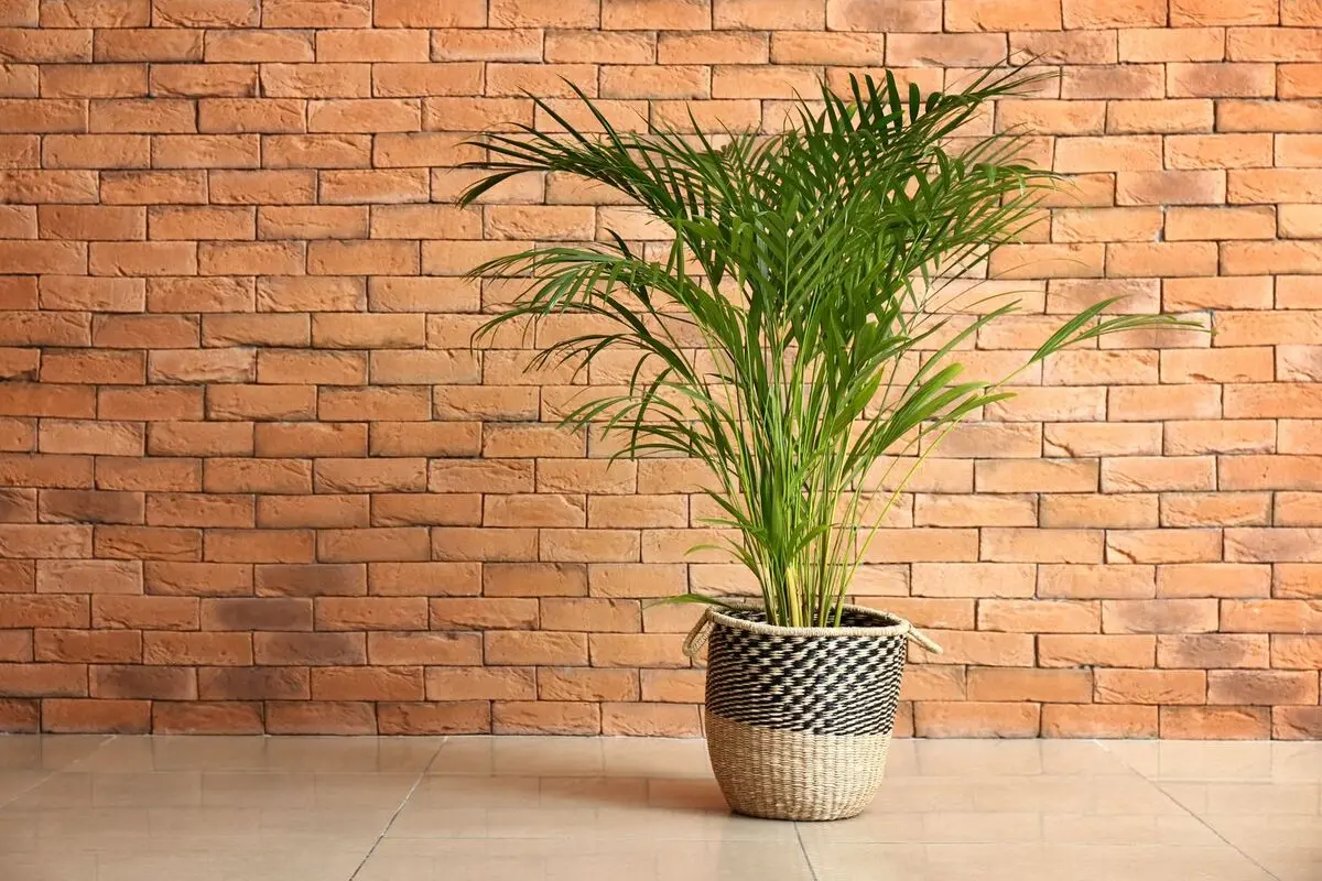 Areca-Palm-2