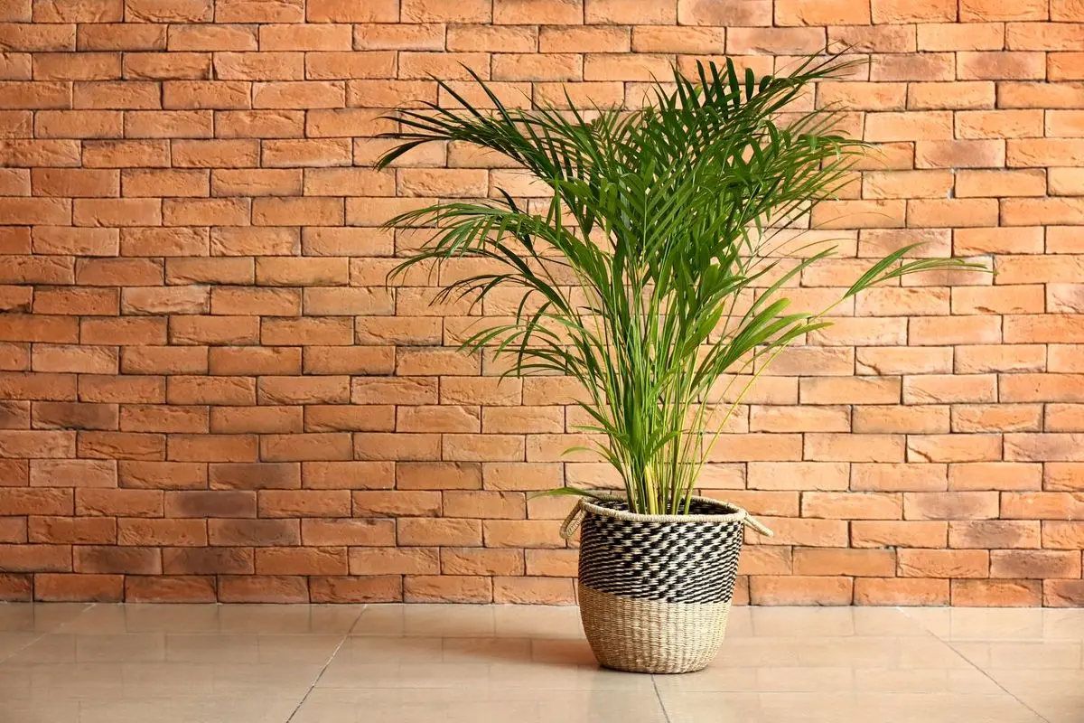 Areca-Palm-2