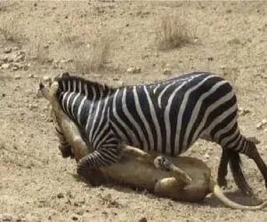 جذابیت حیات وحش؛ خر راه راه شیرو خاک کرد اما خودش به خاک رفت