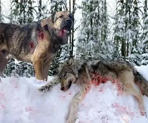 مستند حیات‌وحش؛ حلقه‌های مرگ و آخرین تقلا های گرگ زیر چنگال سگ