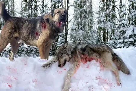 مستند حیات‌وحش؛ حلقه‌های مرگ و آخرین تقلا های گرگ زیر چنگال سگ