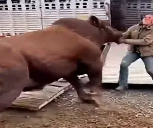 دامداری نوین؛ گاو رم کرد زن مهره هاش جابجا شد ولی افسارشو ول نمیکنه خواهر من وا بده