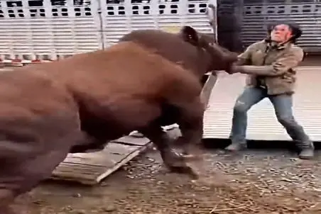 دامداری نوین؛ گاو رم کرد زن مهره هاش جابجا شد ولی افسارشو ول نمیکنه خواهر من وا بده