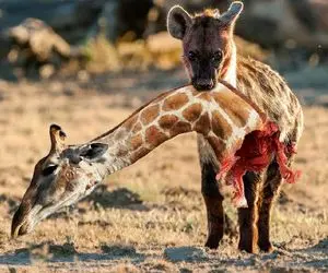 از جذابیت‌های حیات وحش؛ کفتار مرده خور زرافه زنده رو کرد تو حلقش سر زرافه مونده بیرون