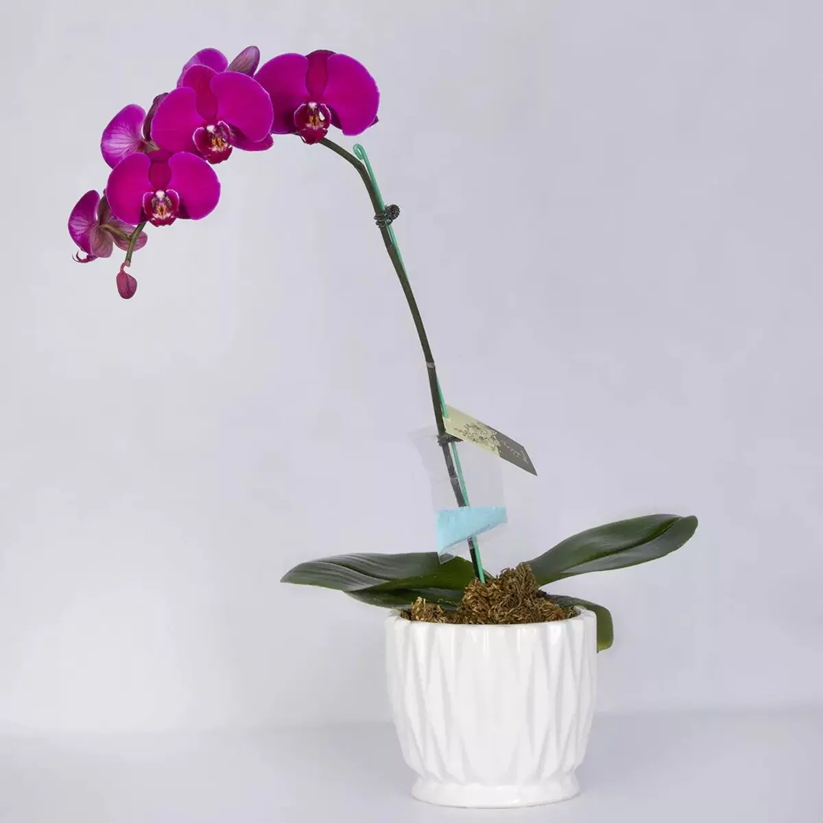 گیاهان اپارتمانی آلرژی زا 