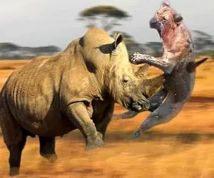 از جذابیت‌های حیات وحش؛ کرگدن ددمنش جن زده شد میپره به شیر و پلنگا