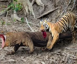 جذابیت های حیات وحش؛ ببر بدسگال کومودوی سفاک که بچشو دزدید رو شرحه کرد و خورد