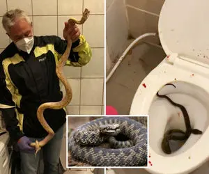 (عکس) مار پیتون "ماتحت" مرد نگون بخت را گزید!