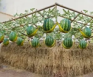 کشاورزی خلاقانه؛ هندونه رو روی زمین نکار بقچه پیچ روی این داربست ها بکار عالی میشه