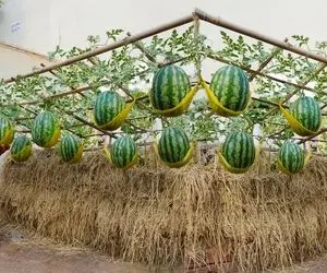 کشاورزی خلاقانه؛ هندونه رو روی زمین نکار بقچه پیچ روی این داربست ها بکار عالی میشه