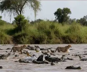 مستند حیات وحش؛ همدستی نافرجام رودخونه و تمساح برای هضم کردن پلنگ