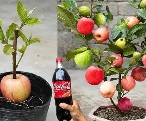 کشاورزی نوین؛ سیب و گلابی رو به هم پیوند زده یه درخت درومده که هر دو ازش آویزونن